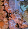 Das Foto zeigt ein Gebäckstück namens Kanadier in der Auslage einer Bäckerei