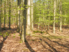 Wald mit Buchen | © Mehlauge, CC BY-SA 4.0