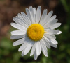 Der Name dieser Blume hat denselben Ursprung wie der Rufname Margaret(h)e | © Derek Ramsey, Chanticleer Garden, CC BY-SA 3.0