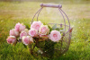Diese Blumenart bildet die Grundlage des Familiennamens | © castleguard, Pixabay-Lizenz