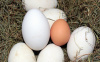 "Ein Ei ist kleiner als/wie/als wie die anderen." | © Myriams-Fotos, Pixabay-Lizenz