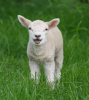 Dieses kleine Schaf könnte als Grundlage des Familiennamens dienen | © Keven Law, CC BY-SA 2.0Keven Law