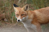 Ein Fuchs in freier Wildbahn | © schreti, Pixabay-Lizenz