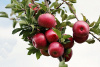 Im Krefelder Dialekt nennen sich diese roten Früchte „Äppelkes“ | © pixel2013, Pixabay-Lizenz