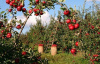 Im Dialekt Rohrens sind diese Bäume auch als Appelbömmcher bekannt | © lumix2004, Pixabay-Lizenz